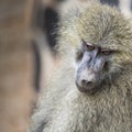 Head view of Anubus baboon in Tarangire National Park, Tanzania