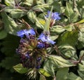 Head on view of brimstone butterfly on blue geranium