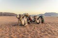 A head on view of camels in the early morning light at sunrise in the desert landscape in Wadi Rum, Jordan Royalty Free Stock Photo