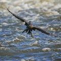 Cormorant landing on the fox river