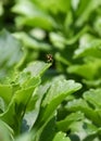 Head on view of a Hover Fly Syrphidae resting on a Sedum leaf Royalty Free Stock Photo