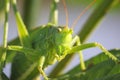 Head view macro close-up Great Green Bush-cricket, Tettigonia vi Royalty Free Stock Photo