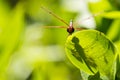 Head on View:Male Calico Pennant Dragonfly on Leaf with Shadow