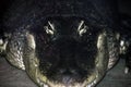 Head on view of menacing alligator face Royalty Free Stock Photo