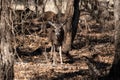Head on view of a White-tailed deer standing in a clearing Royalty Free Stock Photo