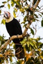 Head on View of Wild Toco Toucan in Morning Light