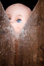 Blue eyed doll peering through a cobweb covered opening in a wooden door. Royalty Free Stock Photo