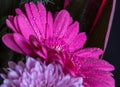 Head of violet gerbera flower, black background 2 Royalty Free Stock Photo