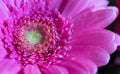 Head of violet gerbera flower 1 Royalty Free Stock Photo