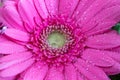 Head of violet gerbera flower 4 Royalty Free Stock Photo