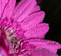 Head of violet gerbera flower 5 Royalty Free Stock Photo