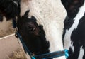 Head Volyn breed of cows  in paddock on farm Royalty Free Stock Photo