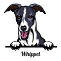 Head Whippet - dog breed. Color image of a dogs head isolated on a white background