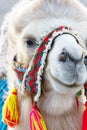 Head of white Bactrian camel with a colorful harness Royalty Free Stock Photo