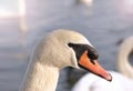 Head of a White Bird Swan Royalty Free Stock Photo