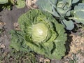 A head of white cabbage grows in the summer on a garden bed Royalty Free Stock Photo