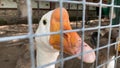 A head of a white caged goose with an orange beak close up behind a metal fence in a poultry farm, meat production concept Royalty Free Stock Photo