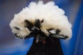 Head of White Crested Black Polish Chicken Facing Camera Against Royalty Free Stock Photo