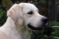 best head of white dog Golden Retriever with a black nose and black eyes on green background closeup Royalty Free Stock Photo