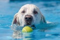 Head of white dog swimming through clear blue water with a yellow tennis ball Royalty Free Stock Photo