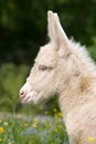 Head of white donkey foal