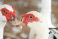 Head of a white duck. Royalty Free Stock Photo