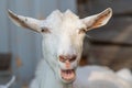 Head of a white goat in a village close-up. Royalty Free Stock Photo