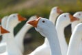 Head of a white goose compared to other geese