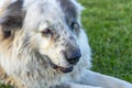 head of a white and gray Pyrenean mastiff resting under the lawn.