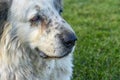 head of a white and gray Pyrenean mastiff resting under the lawn.