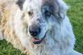 head of a white and gray Pyrenean mastiff resting under the lawn.