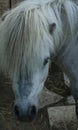 The head of a white grazing pony in a zoo