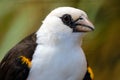 Head of a white-headed buffalo weaver in profile view Royalty Free Stock Photo