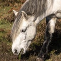 Head White Horse Heathland Royalty Free Stock Photo