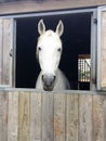 Head of white horse looking over the stable doors box Royalty Free Stock Photo