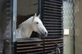 The head of a white horse looks out of the stable window Royalty Free Stock Photo