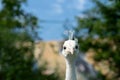 The head of a white peacock looks forward Royalty Free Stock Photo