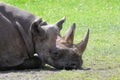 Head of a White rhinoceros Royalty Free Stock Photo