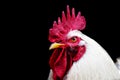 head white Rooster Chicken isolated on a black background. copy space Royalty Free Stock Photo