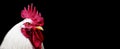 head white Rooster Chicken isolated on a black background. copy space. Panoramic view Royalty Free Stock Photo