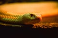 Head of white snake with red eye Royalty Free Stock Photo