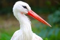 Head of a white stork in side view in front of blurry green leaves Royalty Free Stock Photo