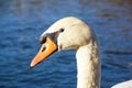 The head of a white swan on a background of blue water, drops on feathers, a red beak, close-up, a symbol of purity and Royalty Free Stock Photo