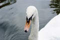 Head of a white swan in drops of water, close-up Royalty Free Stock Photo