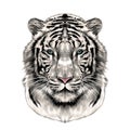 The Head Of The White Tiger Sketch Vector Graphics