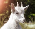 White young goat Royalty Free Stock Photo