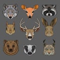 Head of wild animals set, portrait of wolf, doe, raccoon, squirrel, deer, hare, bear, badger and lynx hand drawn vector