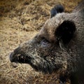 Head of Wild boar Royalty Free Stock Photo
