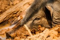 Head of Wild Boar in Mud Royalty Free Stock Photo