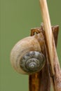 head of wild brown gastropoda Royalty Free Stock Photo